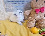 Кошки в Москве: Девочка Рэгдолл Девочка, 95 000 руб. - фото 7