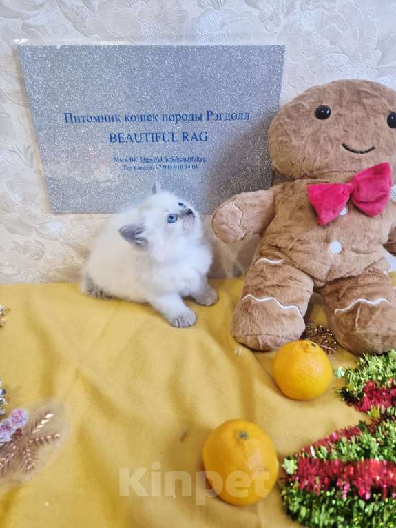 Кошки в Москве: Девочка Рэгдолл Девочка, 95 000 руб. - фото 7