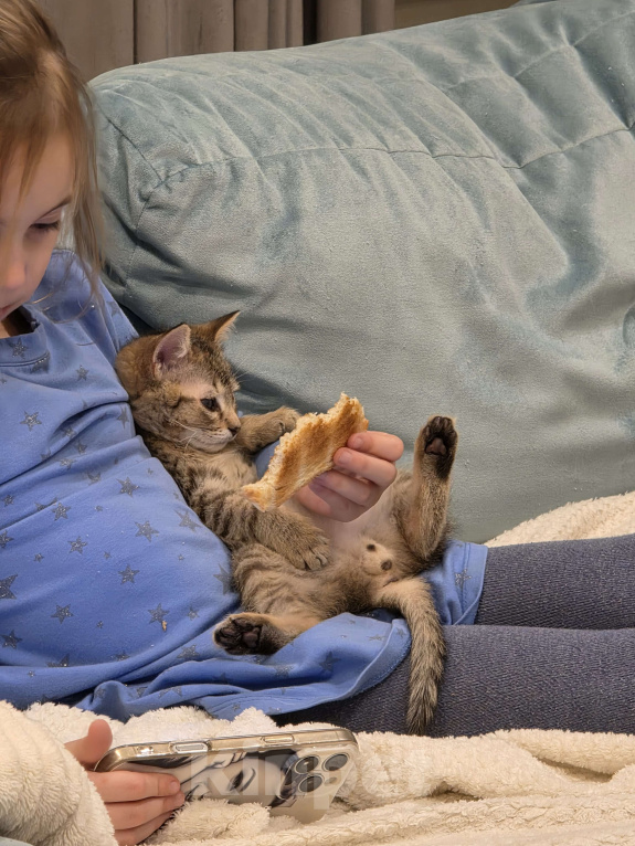 Кошки в Москве: Котенок Тимоша Мальчик, Бесплатно - фото 10