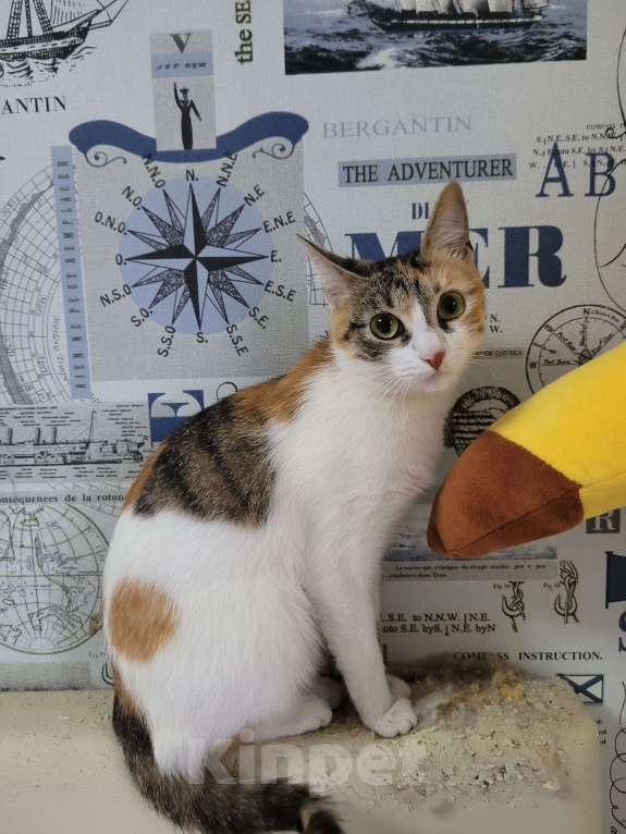 Кошки в Москве: Котенок в добрые руки Девочка, Бесплатно - фото 6