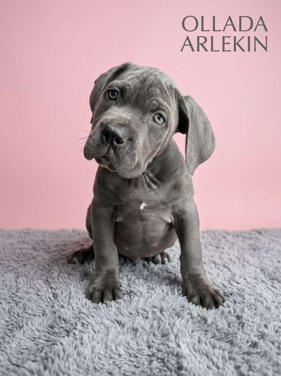 Собаки в Москве: Щенки кане корсо серого и черного окраса. Девочка, 100 000 руб. - фото 3