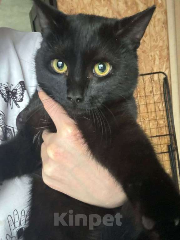 Кошки в Старом Купавне: Котенок Граф ищет дом Мальчик, Бесплатно - фото 3