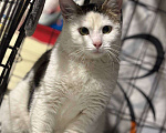Кошки в Санкт-Петербурге: Кошка ищет дом Девочка, Бесплатно - фото 2