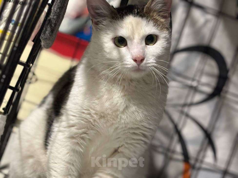 Кошки в Санкт-Петербурге: Кошка ищет дом Девочка, Бесплатно - фото 2