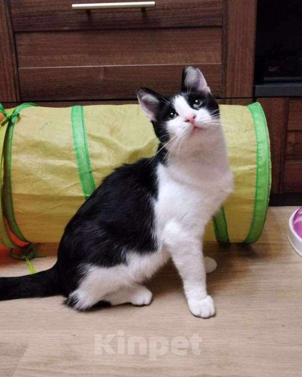 Кошки в Москве: Кот Марсик в добрые руки Мальчик, Бесплатно - фото 3