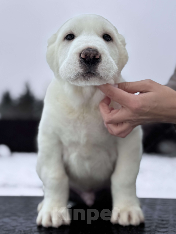 Собаки в Санкт-Петербурге: ЖАКУТ  Мальчик, 65 000 руб. - фото 1