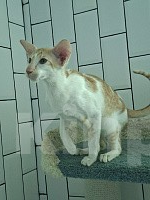 Кошки в Екатеринбурге: Ориентальный котенок Мальчик, Бесплатно - фото 4