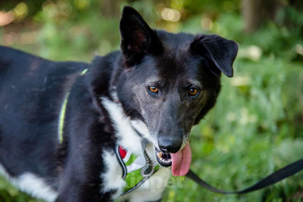 Собаки в Москве: Драгоценная Фани Девочка, Бесплатно - фото 4