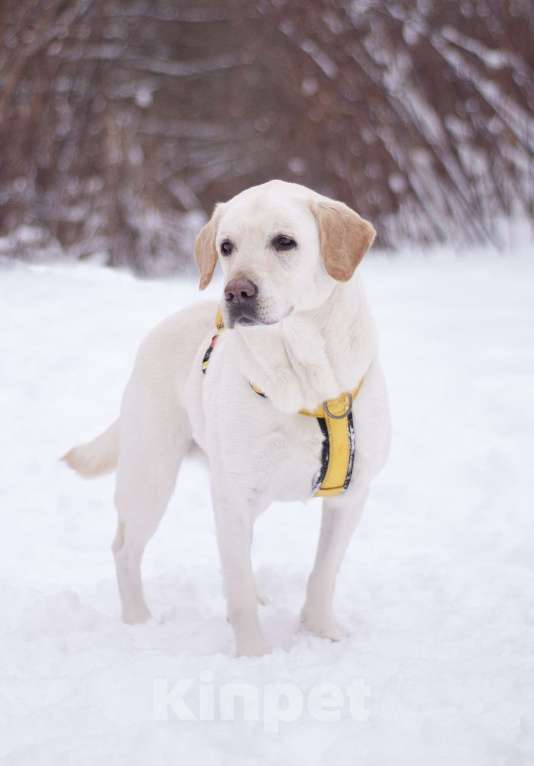 Собаки в Москве: Его выбросили хозяева, но Луни не утратил веру в лбдей Мальчик, Бесплатно - фото 1