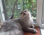 Кошки в Москве: Кот в добрые руки Мальчик, Бесплатно - фото 2