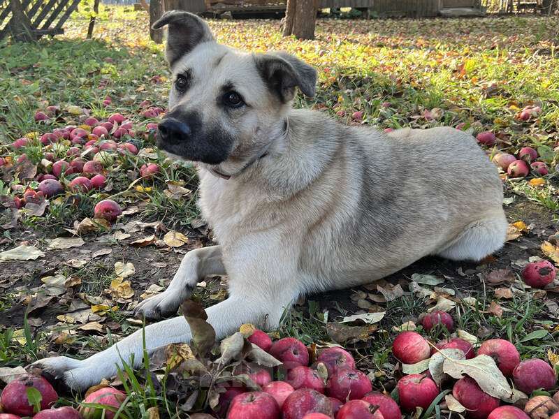 Собаки в Москве: Молодой небольшой чудесный пёсик Люмос в добрые руки Мальчик, 1 руб. - фото 7