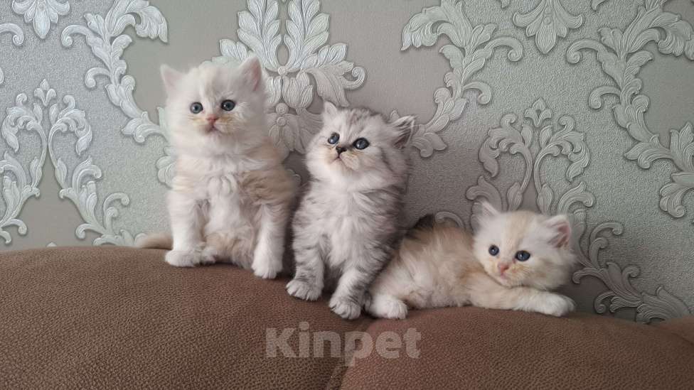 Кошки в Кирове: Продаются шотландские котики Хайленд страйт Мальчик, 10 000 руб. - фото 1