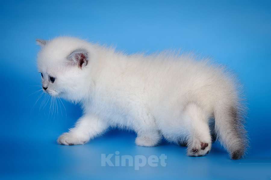 Кошки в Москве: Британские котята. Золотые шиншиллы Мальчик, Бесплатно - фото 8