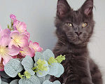 Кошки в Тюмени: Котенок мейн-кун Девочка, 35 000 руб. - фото 3