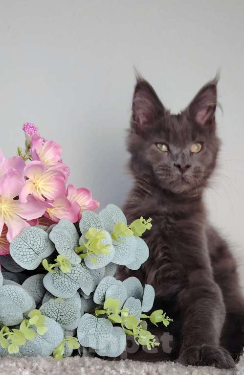 Кошки в Тюмени: Котенок мейн-кун Девочка, 35 000 руб. - фото 3