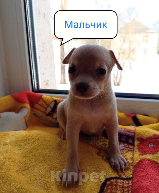 Собаки в Вышнем Волочке: Продам Щенков Разнополые, 17 000 руб. - фото 2