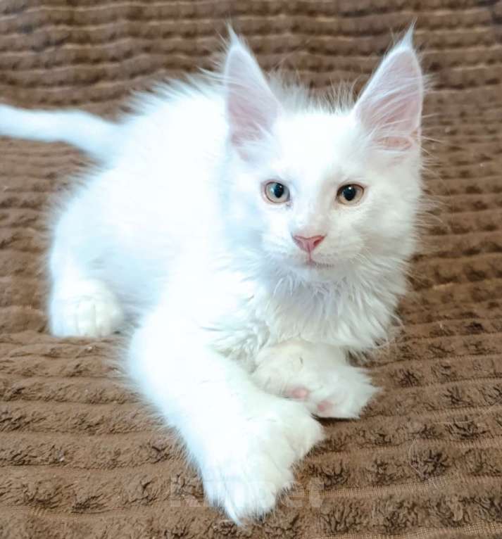 Кошки в Санкт-Петербурге: Мальчик полидакт Мальчик, 40 000 руб. - фото 3