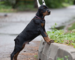 Собаки в Зеленограде: Кобель добермана 2 мес Мальчик, 100 000 руб. - фото 1