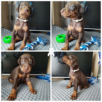 Щенки добермана к/п