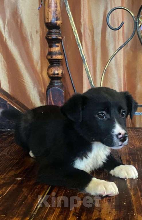 Собаки в Красногорске: Малышка Луна очень ждет свою семью Девочка, Бесплатно - фото 1