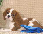 Собаки в Москве: Кавалер Кинг Чарльз спаниель щенок Мальчик, 70 000 руб. - фото 1