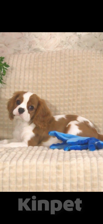 Собаки в Москве: Кавалер Кинг Чарльз спаниель щенок Мальчик, 70 000 руб. - фото 1