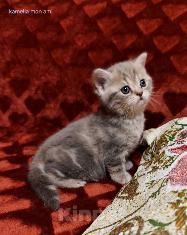 Кошки в Санкт-Петербурге: Шотландская малышка Девочка, Бесплатно - фото 1