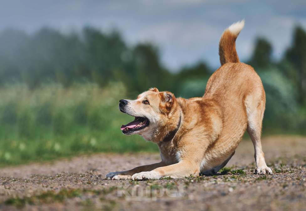 Собаки в других городах Тверской области: Малыш - среднеазиатская овчарка Мальчик, Бесплатно - фото 2