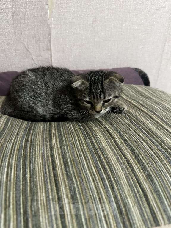 Кошки в Воронеже: Мальчик Мальчик, 2 000 руб. - фото 2