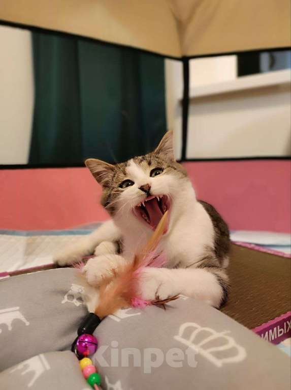 Кошки в Москве: Котенок стесняшка Мальчик, Бесплатно - фото 2