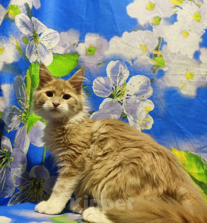 Кошки в Москве: Мейн-Кун полидакт. Девочка Девочка, 90 000 руб. - фото 7