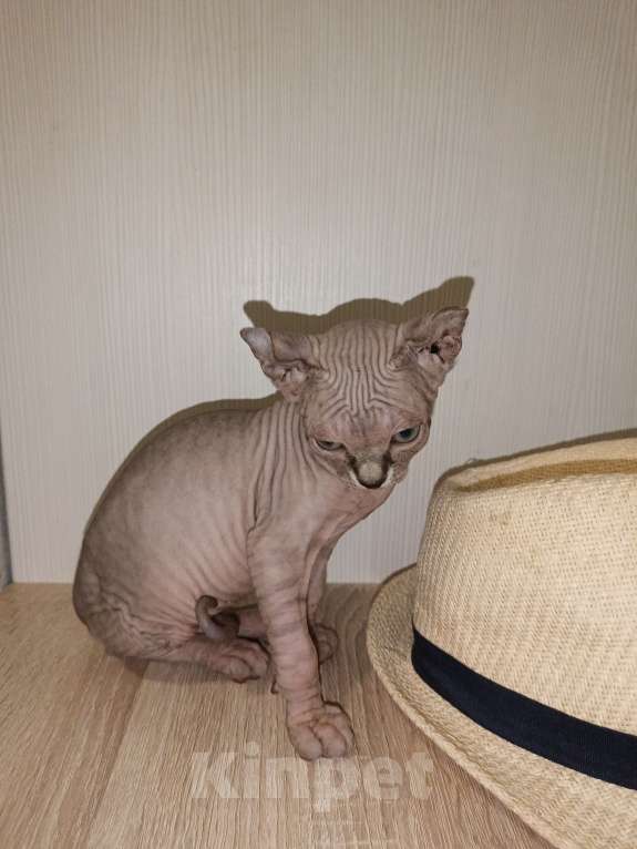 Кошки в Москве: Эльф девочка Девочка, 50 000 руб. - фото 5