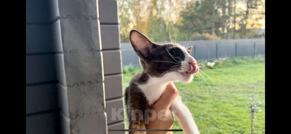 Кошки в Москве: Девочка голубого окраса  Девочка, 45 000 руб. - фото 1