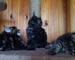 Кошки в Ливны: Котята мейн-кун, 55 000 руб. - фото 4