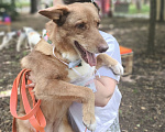 Собаки в Москве: Кутя, девочка, 9 лет Девочка, Бесплатно - фото 1