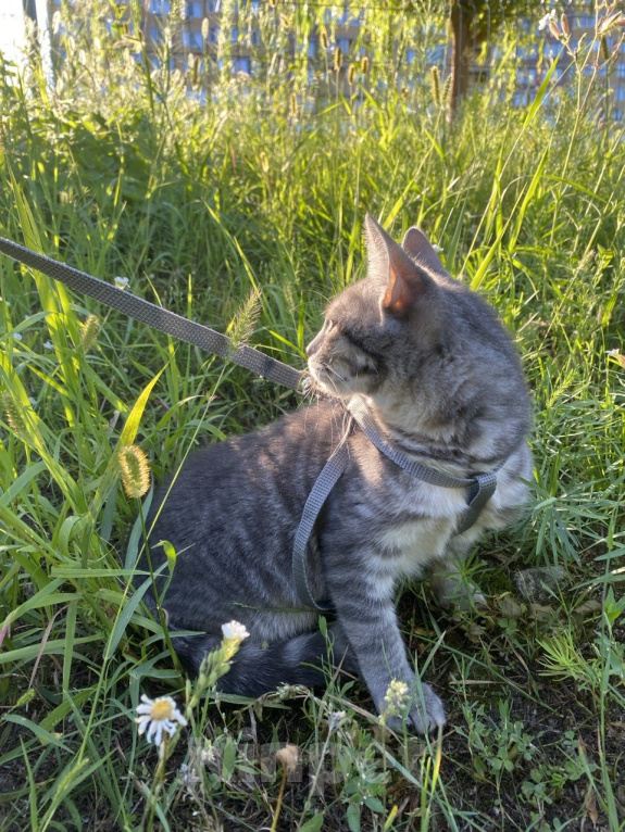 Кошки в Воронеже: Котенок срочно ищет дом Мальчик, Бесплатно - фото 4