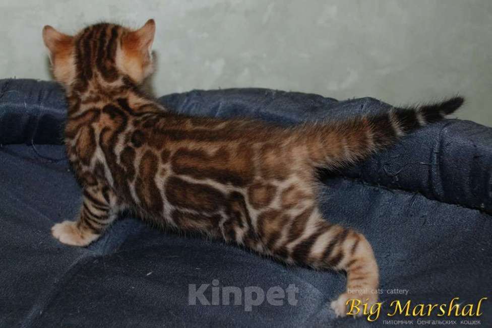 Кошки в Москве: Бенгальские котята. Девочка, 85 000 руб. - фото 6