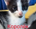 Кошки в Москве: Королёк Мальчик, Бесплатно - фото 1