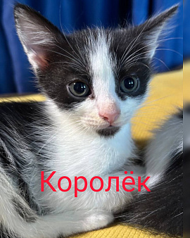 Королёк