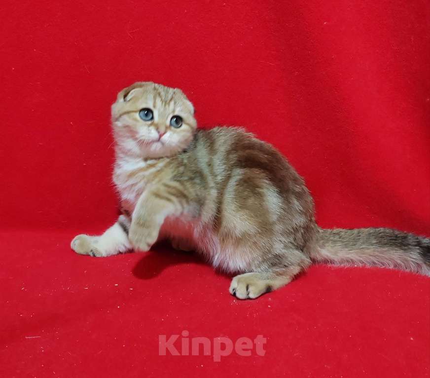 Кошки в Москве: Вислоухая золотая мраморная кошечка Девочка, 15 000 руб. - фото 6