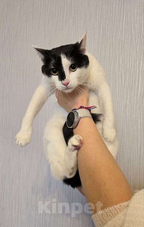 Кошки в Москве: кот Пуля ищет дом Мальчик, Бесплатно - фото 6