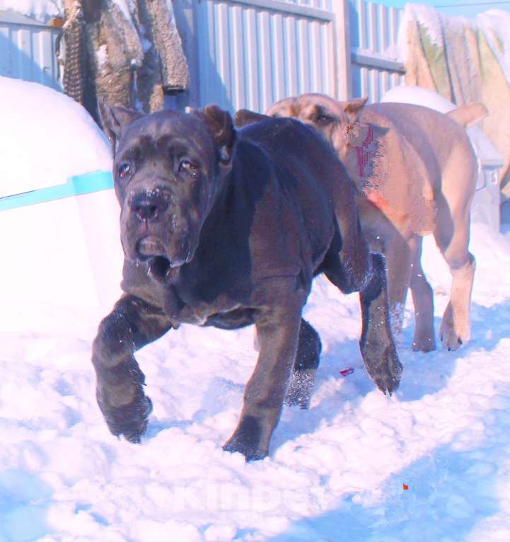 Собаки в Череповце: Девочки кане корсо Девочка, 60 000 руб. - фото 3