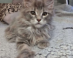 Кошки в Уфе: Котята мейн-куны Мальчик, 10 000 руб. - фото 3