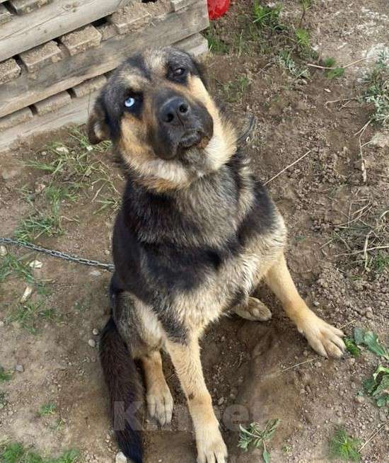 Собаки в Ногинске: Славный щенок в добрые руки Мальчик, Бесплатно - фото 4