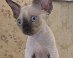 Кошки в Москве: голубоглазые котята девон-рекс Мальчик, 85 000 руб. - фото 5