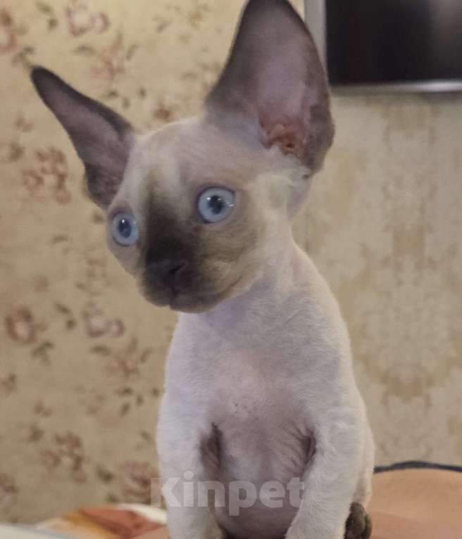 Кошки в Москве: голубоглазые котята девон-рекс Мальчик, 85 000 руб. - фото 5