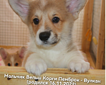 Собаки в Коломне: Щенки Вельш КОРГИ Пемброк  Девочка, 45 000 руб. - фото 8