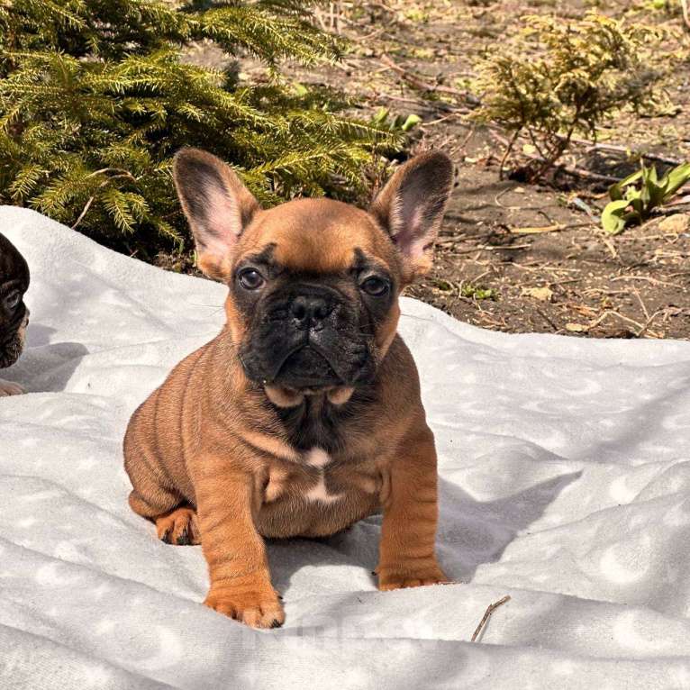 Собаки в Москве: Рыжий малыш от пары РКФ стандарт! Мальчик, Бесплатно - фото 2