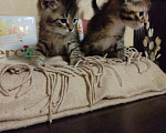Кошки в Домодедово: Без кота жизнь не та! Разнополые, Бесплатно - фото 1