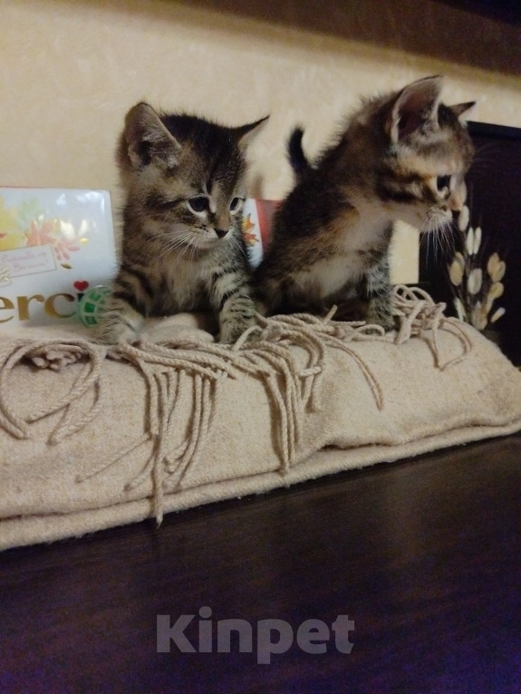 Кошки в Домодедово: Без кота жизнь не та! Разнополые, Бесплатно - фото 1